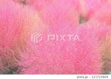 紅葉したコキア 121723604