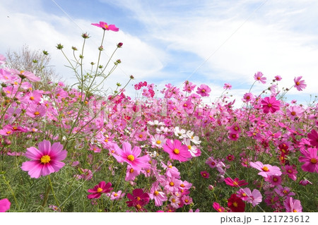 秋空に映えるコスモス 121723612