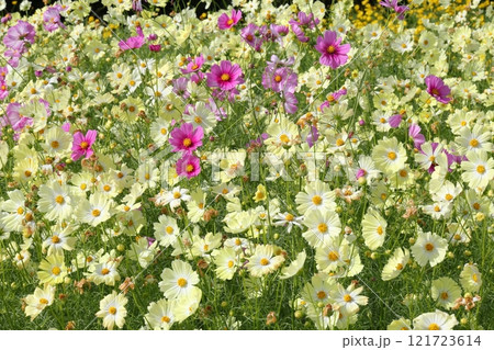 白いコスモスとピンクのコスモス 121723614