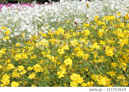 黄色のコスモスと白色のコスモス 121723619