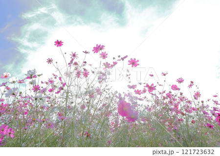 秋の空に映えるコスモス 121723632
