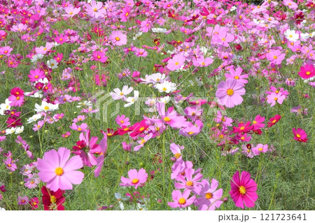 コスモス畑に咲くピンクのコスモス コスモス畑に咲くピンクのコスモス 121723641