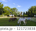 A group of horses are grazing in a field with a blue sky in the background 121723838