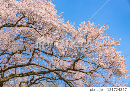 満開の桜 鉢形城の桜(氏邦桜) 埼玉県大里郡寄居町 満開の桜 鉢形城の桜(氏邦桜) 埼玉県大里郡寄居町 121724257