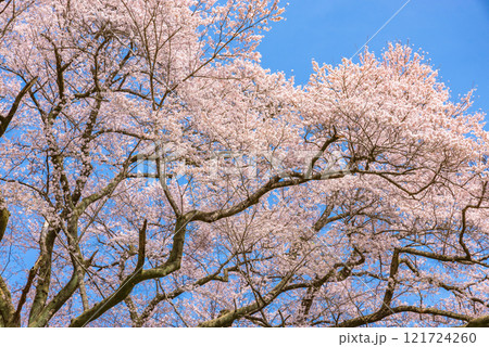 満開の桜　鉢形城の桜（氏邦桜）　埼玉県大里郡寄居町 121724260