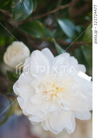 白いサザンカの花 121724477