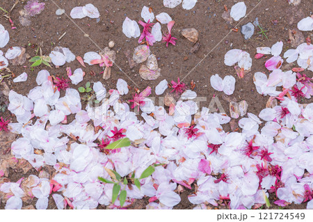 【日本】千葉県市川市の法華経寺の境内地面に落ちた桜の花びらの吹き溜まり 121724549