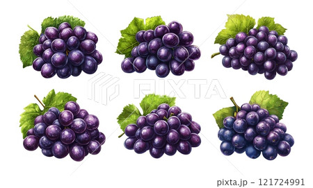 Purple grapes cartoon vector set. Ripe berries bouquet green leaves bunches fresh wine fruit, isolated vectors on white background 121724991