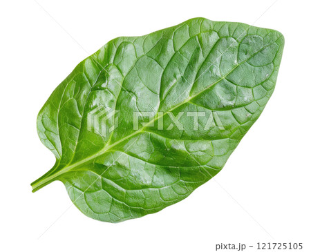 Spinach Leaf Spinach Leaf 121725105