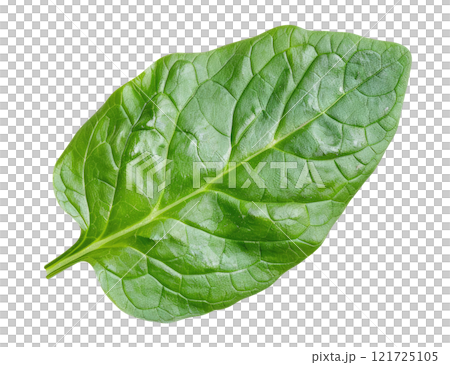 Spinach Leaf Spinach Leaf 121725105