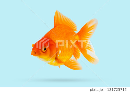 Oranda goldfish isolated on blue background Oranda goldfish isolated on blue background 121725715
