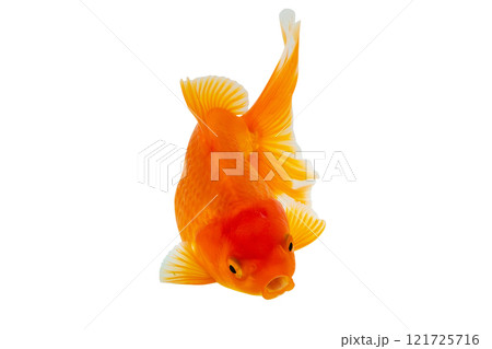 Oranda goldfish isolated on white background close up 121725716