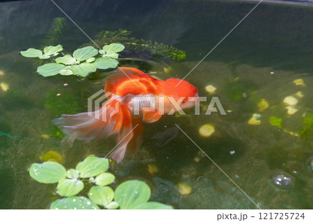 Goldfish in aquarium fish pond close up Goldfish in aquarium fish pond close up 121725724
