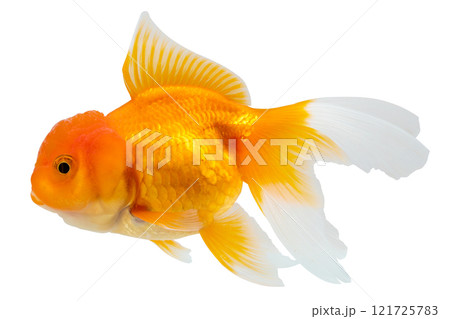 Oranda goldfish isolated on white background close up Oranda goldfish isolated on white background close up 121725783