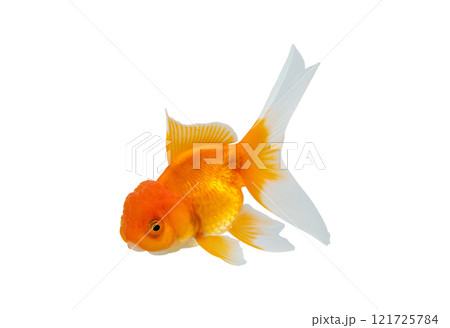 Oranda goldfish isolated on white background close up 121725784