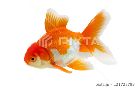 Oranda goldfish isolated on white background close up Oranda goldfish isolated on white background close up 121725785