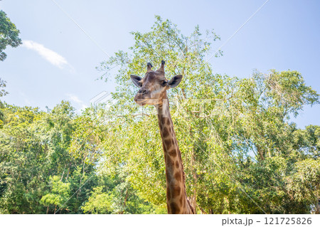 Giraffe long neck safari animal with green tree background 121725826