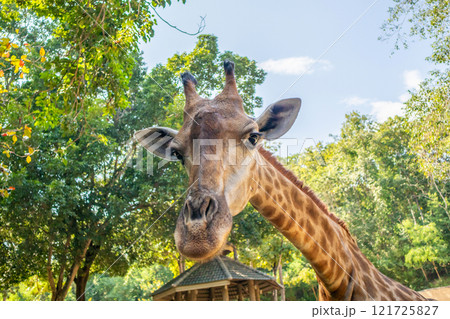 Giraffe long neck safari animal with green tree background 121725827