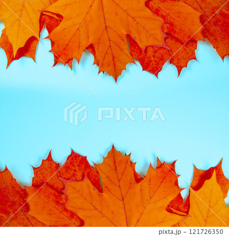 Autumn red orange leaves with space fot text on blue background 121726350