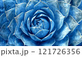 Beautiful blue succulent plant showcasing intricate details and textures in a close-up shot 121726356