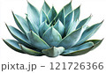Beautiful agave plant showcasing intricate leaf patterns and vibrant colors in a minimalistic setting 121726366