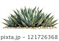 Green agave plant growing in a rocky desert landscape under bright sunlight 121726368