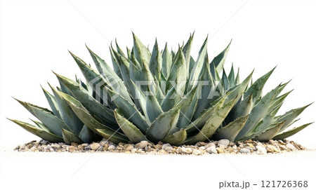 Green agave plant growing in a rocky desert landscape under bright sunlight 121726368