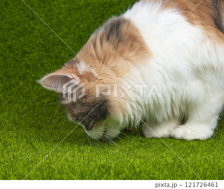 Bright funny multicolored cat on green grass background Bright funny multicolored cat on green grass background 121726461