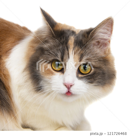 Bright funny multicolored cat isolated on the white background Bright funny multicolored cat isolated on the white background 121726468