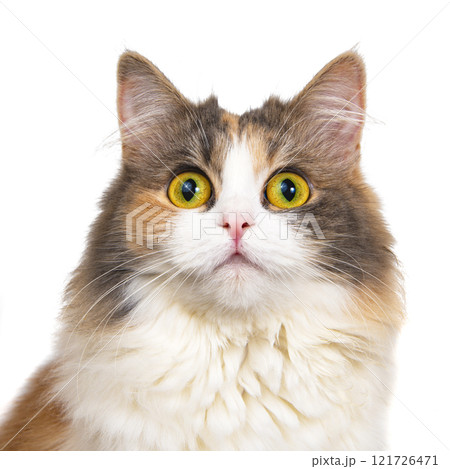 Bright funny multicolored cat isolated on the white background 121726471
