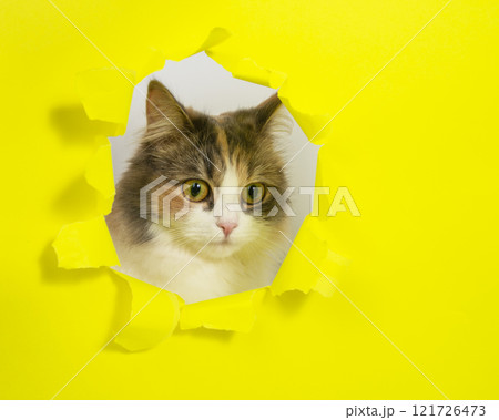 Beautiful bright cat in hole of yellow paper with copy space Beautiful bright cat in hole of yellow paper with copy space 121726473
