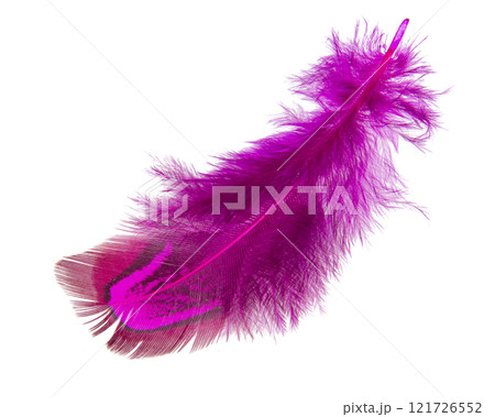 Bright pheasant feather elegant isolated on the white background Bright pheasant feather elegant isolated on the white background 121726552