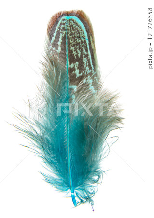 Bright pheasant feather elegant isolated on the white background Bright pheasant feather elegant isolated on the white background 121726558
