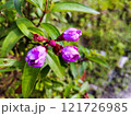 Beautiful Purple Blossoms in Natural Light 121726985