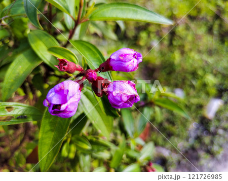 Beautiful Purple Blossoms in Natural Light 121726985