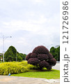 Beautifully Shaped Tree in a Lush Urban Park Setting 121726986