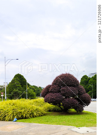 Beautifully Shaped Tree in a Lush Urban Park Setting 121726986