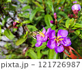 Close-Up of Purple Flowers with Pollinators 121726987