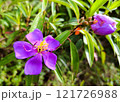 Vibrant Purple Flower with Bud in Bloom 121726988