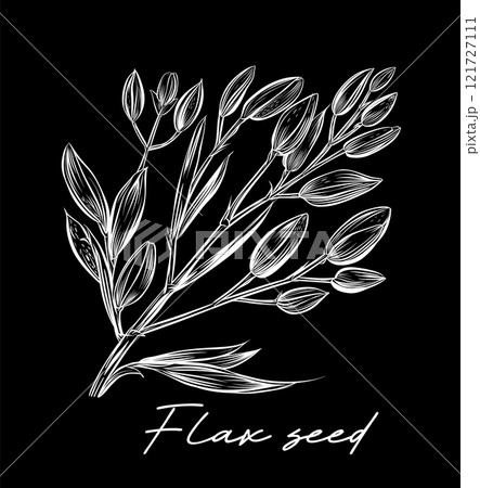 Flax seed hand drawn black and white vector 121727111