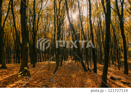 Middle of the autumn forest. Sun is shining through colorful leaves. Seasonal fall background Middle of the autumn forest. Sun is shining through colorful leaves. Seasonal fall background 121727119