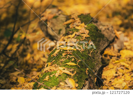 Autumn tree trunk with moss and leaves in the forest. Seasonal fall background 121727120