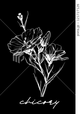 Chicory hand drawn vector illustration on black 121727126