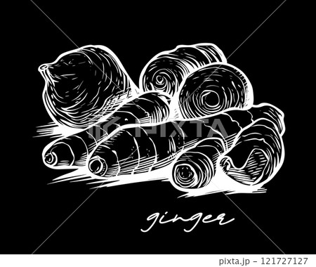 Ginger hand drawn vector illustration on black 121727127