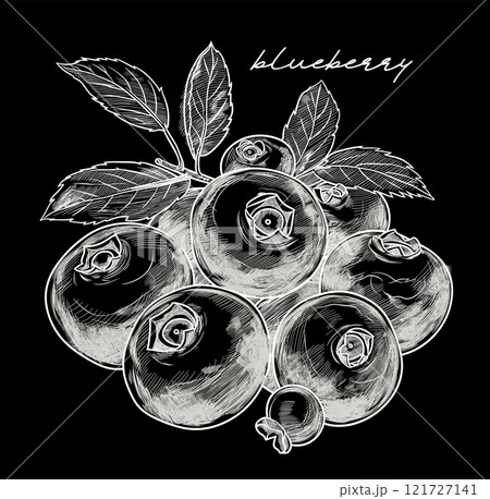 Blueberry hand drawn black and white vector illustration 121727141