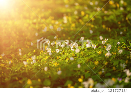 White anemone flowers growing in spring forest, natural seasonal background White anemone flowers growing in spring forest, natural seasonal background 121727184