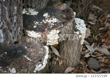 木に生えた食べらそうにない怪しいキノコ 121727199