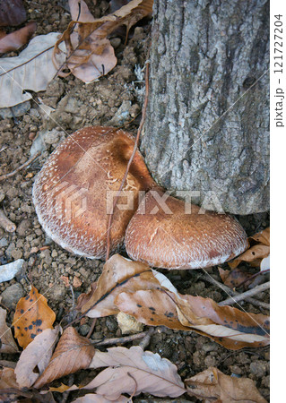 木に生えた食べらそうにない怪しいキノコ 121727204