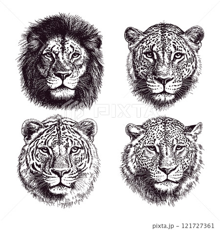 Lion Tiger Gepard Leopard Portrait Engraving Illustration White Wild Cats Engraving Illustration Predator Faces Big Cats Collection Line Art White Background Animal Kingdom Safari 121727361