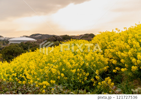 神戸総合運動公園 菜の花畑 神戸総合運動公園 菜の花畑 121727536